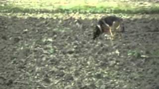 Daniel Ruano Rastro Wusv 2010 .Wmv