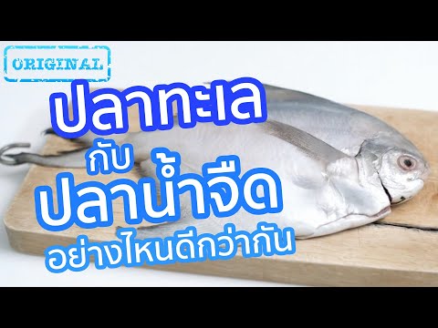 ปลาทะเล กับ ปลาน้ำจืด อย่างไหนดีกว่ากัน | รู้หรือไม่ - DYK