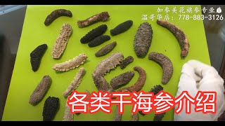 干海参品种大致区别—【Maybel话你知】Popular sea cucumber on the market