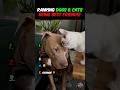 Ranking DOGS &amp; CATS That Are BEST FRIENDS! 🥹🐶🐱 #cute #dogs #cats #viral