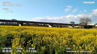 常磐線 JR東日本 桜と菜の花のコラボを求めて 取手駅付近E657系撮影