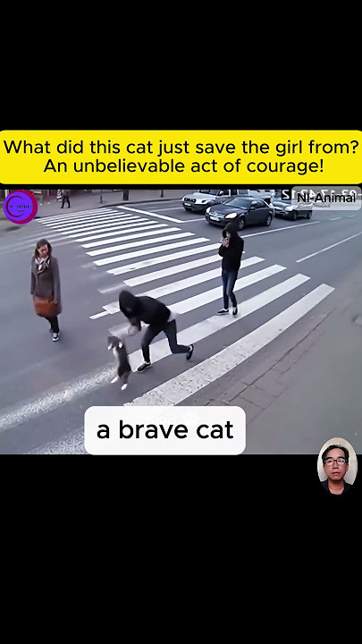 What did this cat just save the girl from? An unbelievable act of courage! #shortvideo #short #cat