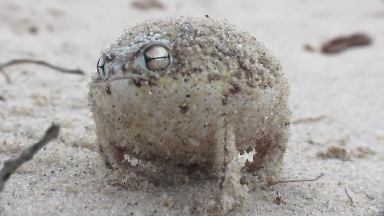 Listen to a Desert Rain Frog - NWF | Ranger Rick