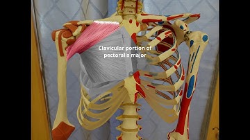 Manual Muscle Test for Shoulder Horizontal Adduction
