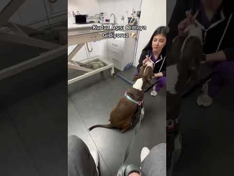 Video: Canine Keratitis