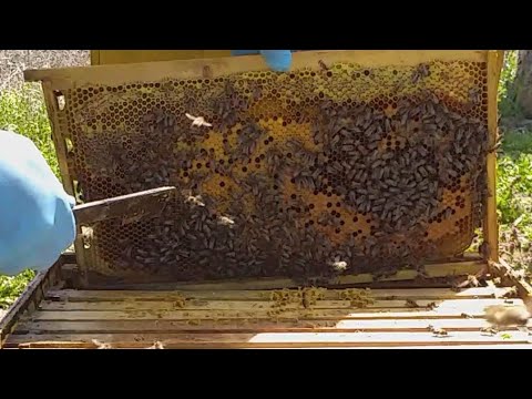 Beekeeping. In mid-April, how do I make room for the queen to lay more eggs ?