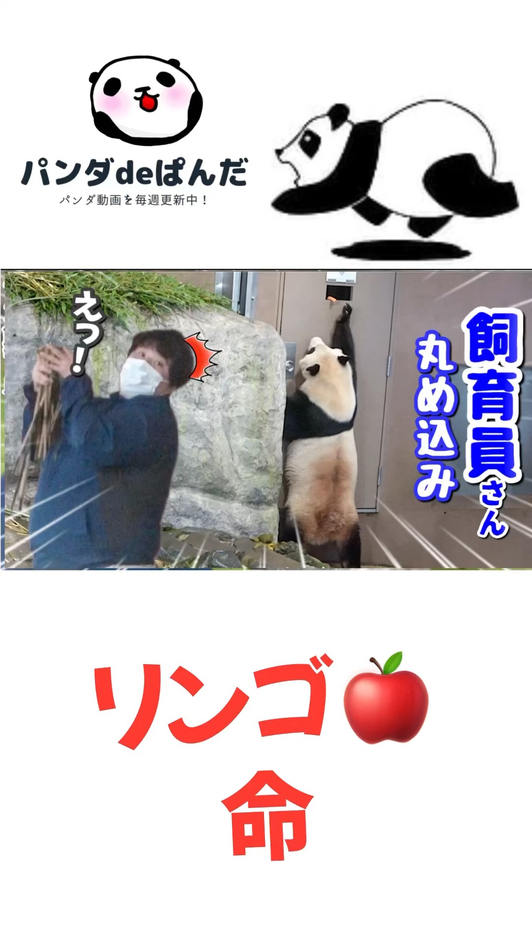 パンダです oardefault.jpg?sqp=-