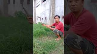 tutorial ngaret cari rumput pakai sabit