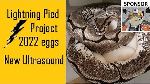 2022 Axanthic Pied Project + New Ultrasound