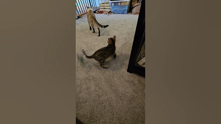 Video 10389571: bengal kittens playing