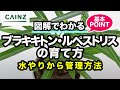 ブラキキトン・ルペストリスの育て方（別名：ボトルツリー）カインズ植物図鑑