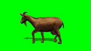 goat walking - green screen 1