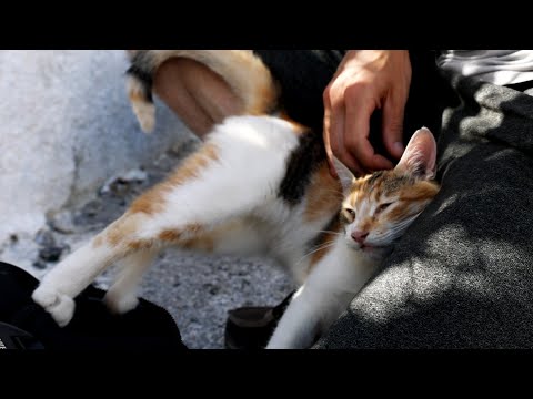 The Sweetest Stray