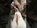 Toddy Making Process Ep.11 #coconutwine #satisfying