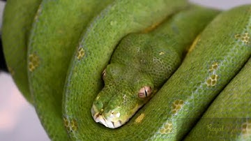 Cyclops Green Tree Python New Addition