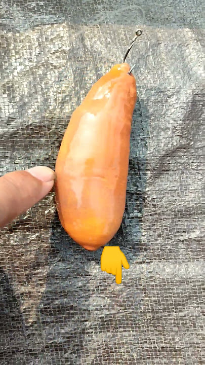 THOUGHT IT WAS A STONE TURNED OUT TO BE ALIVE. #fishing