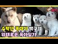 [TV 동물농장 레전드] ‘수락산 꼭대기 백구의 비밀’ 풀버전 다시보기 I TV동물농장 (Animal Farm) | SBS Story