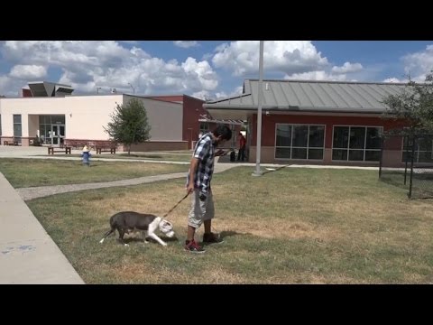 Video: Rescue Shelter Utiliza Pokémon GO Para Promover El Ejercicio Y La Adopción De Perros