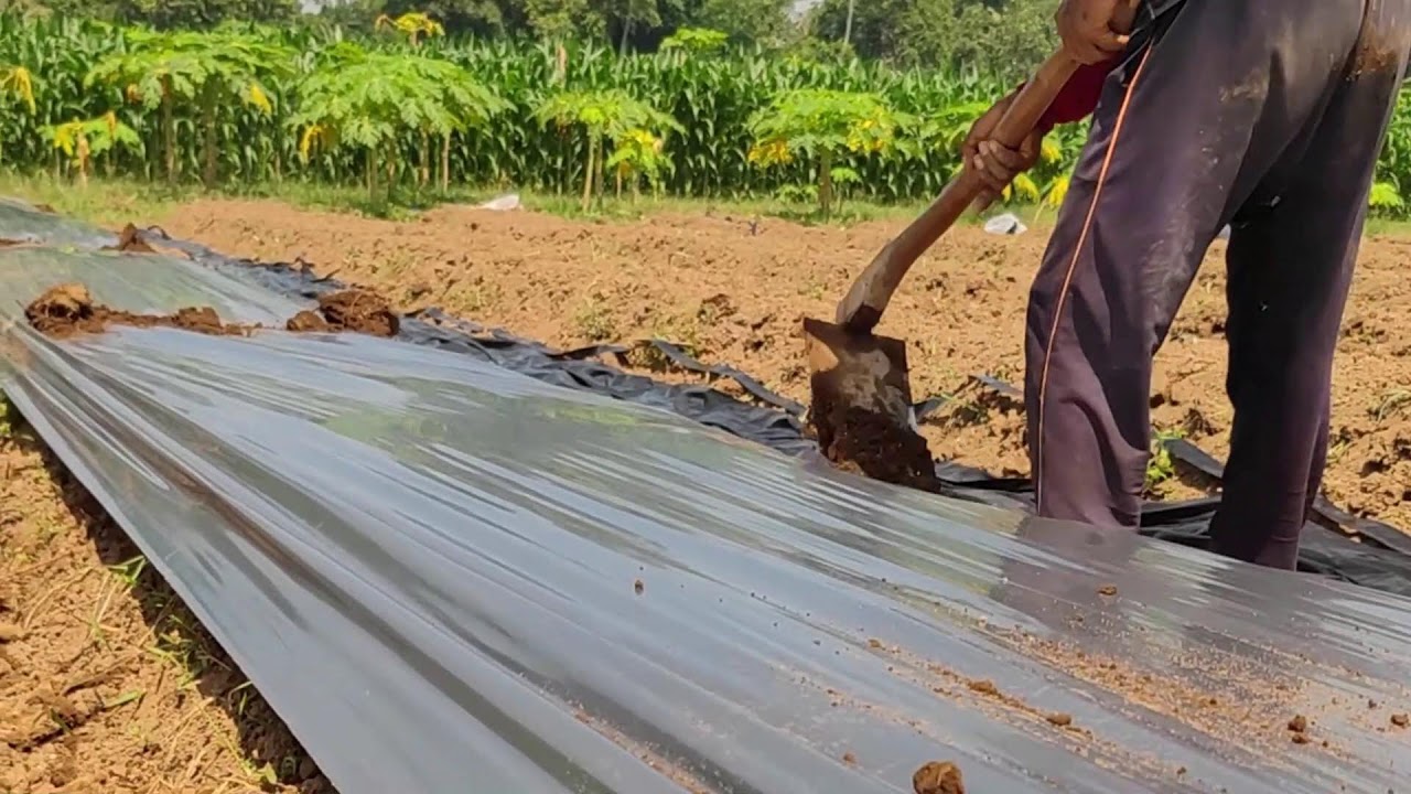 This Genius Hack Uses Soil to Hold Down Mulch Plastic – Easy and Effective! - Agriculture Farming
