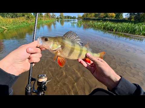 The Best Day Ever on the Pilica River! (tons of perch)
