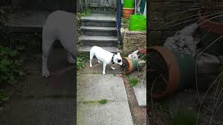 Staffordshire Bull Terrier Destroys Our Garden One Day At A Time