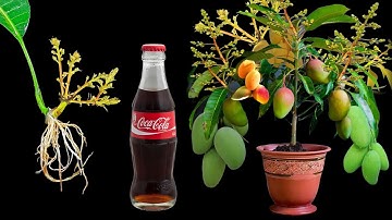 SPECIAL TECHNIQUE for propagating MANGO leaves with quick stimulating coca~cola