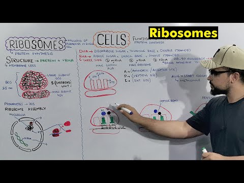 Ribosomes (Protein Making