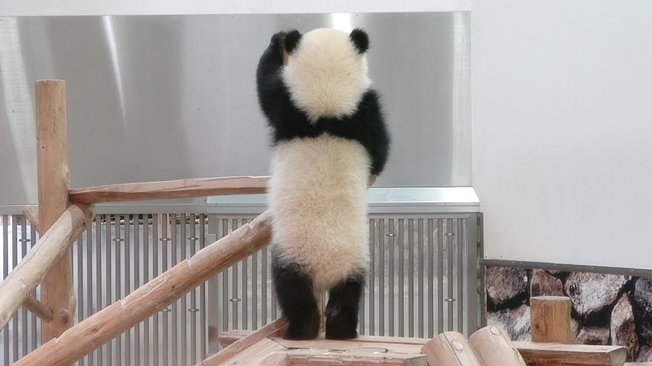 花の玉に抱きついている子供のパンダ お花の玉の上でパンダの子供、鎮座しております。』村上隆