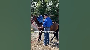 Quick Tips On Working With A Sensitive & Explosive Horse! Part 9 | The Horse Guru - Michael Gascon