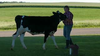 Collin Hague, Champion Holstein Calf, 1st Place