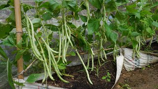 Tips for growing cove beans at home