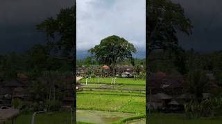 #bali #сейба #djivideos #indonesia #бали #индонезия #seiba #dji #бали2023 #видеосдрона #djindonesia