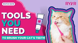 What Are The Proper Tools You Need to Safely Brush Your Cat's Teeth?