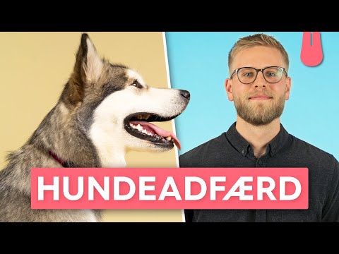 Video: Hvad skal du gøre, når du finder en stray hund