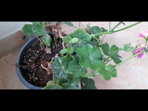 Video: Trailing Geranium Ivy: come coltivare piante di geranio con foglie di edera