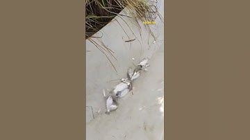 Cá Lớn - bẫy Đàn Cá Rô Phi bằng vải Màn dễ dàng 😱 #khacthuyvlogg