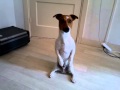funny jack russell terrier (very funny)