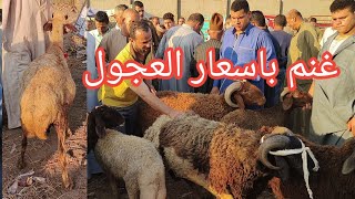 نازل من الكويت يشتري اكبر خروف بالسوق الغنم بقت بأسعار العجول العجيب بيقولوا العروض غاليه السوق اهوه