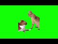 Green Screen Cat Hits Another Cat Meme