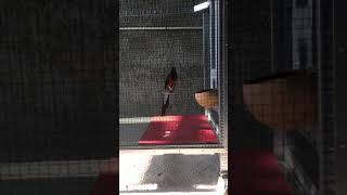 Download Lagu Murai rasa cucak rowo MP3