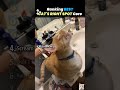 😂❤️ #cats#funny#Popular#Cute pet
