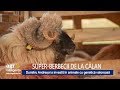 Super-berbecii de Țurcană de la Călan