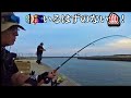 閖上港で生息しない高級魚が釣れている！！【宮城釣り】【爆釣】【気候変動】