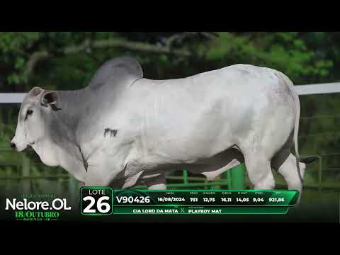 LOTE 26