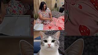 girl was wrong then face girl shock😲😱 #cat #meme #shorts #trending