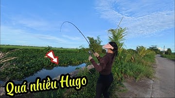 Quá nhiều cá tra size lớn về con kênh này sau một tháng quay lại #fishing #caucatunhien