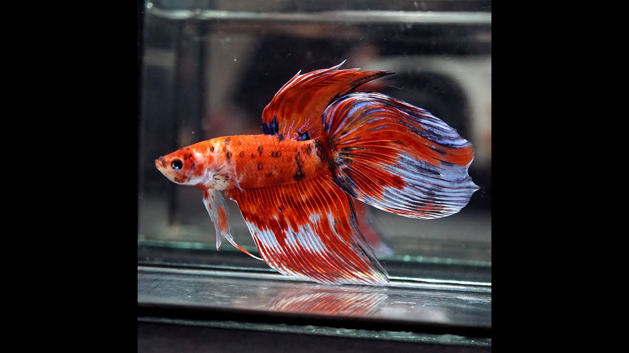 GRADE AAA Live Betta Fish HUGE 3 Inches ORANGE KOI POLKA DOTS VeilTail
