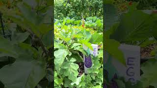 Earth Day at Daystar Life | A Day in Our Organic Food Pantry Garden 🌱