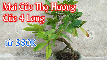 MAI CÚC THỌ HƯƠNG, CÚC 4 LONG GIÁ RẺ BÈO ☎ 0902074660