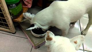 20141118渴望飼料加肉片好粗